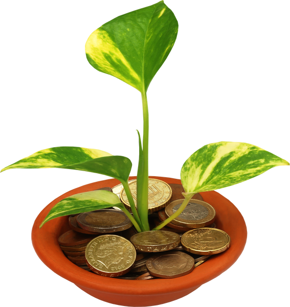 Money Plant